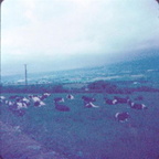 Ireland 1977 121